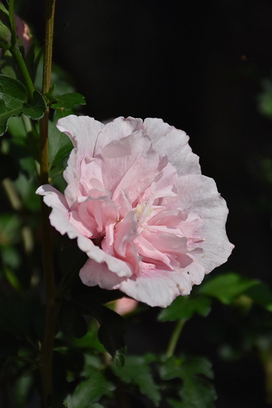 Pink Chiffon Rose of Sharon (Hibiscus syriacus 'JWNWOOD4') at Minor's Garden Center