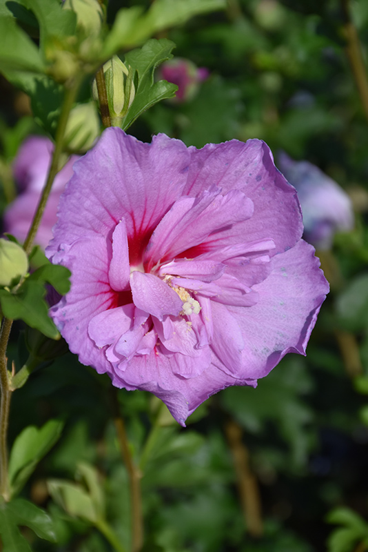 Lavender Chiffon Rose Of Sharon (Hibiscus syriacus 'Notwoodone') at Minor's Garden Center