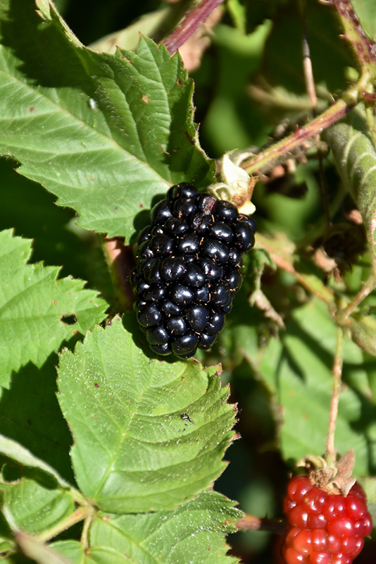 Chester Thornless Blackberry Rubus Chester In Milwaukee Brookfield