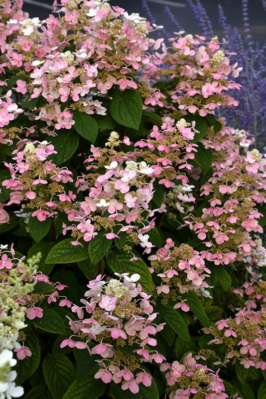 Quick Fire Hydrangea (Hydrangea paniculata 'Bulk') at Minor's Garden Center