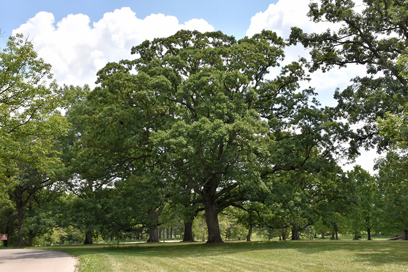 White Oak (Quercus alba) at Minor's Garden Center