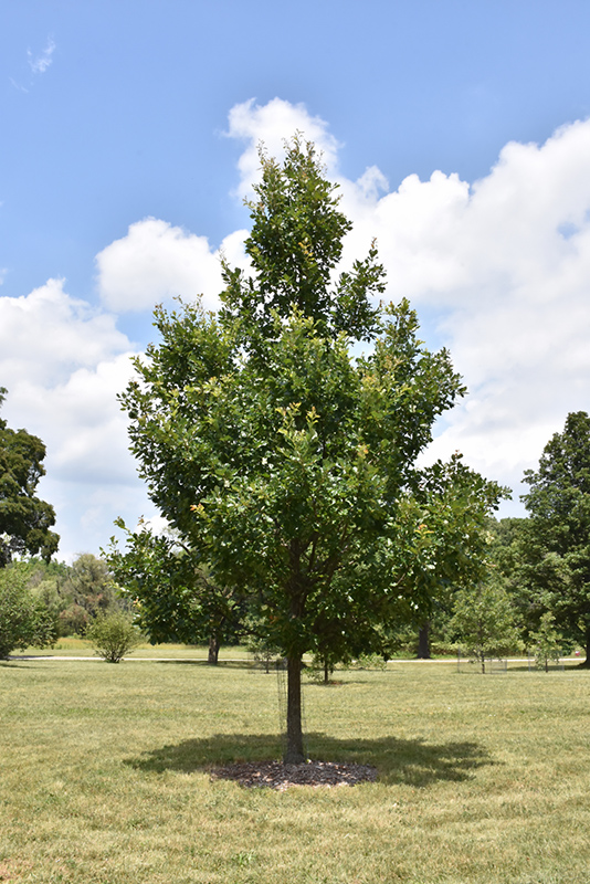 Heritage English Oak (Quercus x macdanielii 'Clemons') at Minor's Garden Center