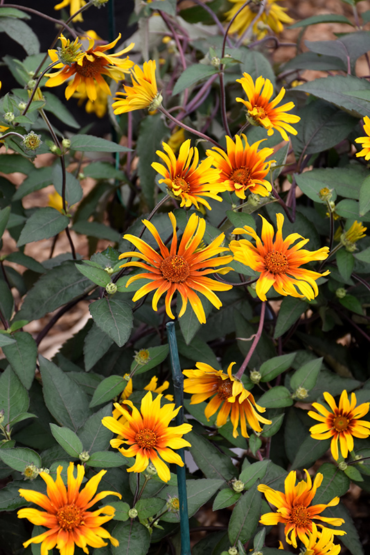 Burning Hearts False Sunflower (Heliopsis helianthoides 'Burning Hearts') at Minor's Garden Center