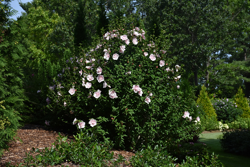 Pink Chiffon Rose of Sharon (Hibiscus syriacus 'JWNWOOD4') at Minor's Garden Center