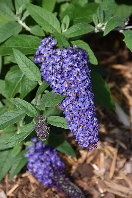 Pugster Blue Butterfly Bush (Buddleia 'SMNBDBT') at Minor's Garden Center
