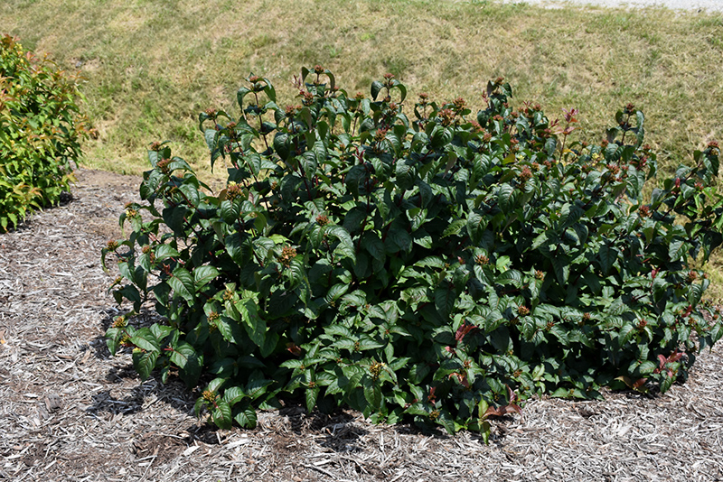 Kodiak Black Diervilla (Diervilla rivularis 'SMNDRSF') at Minor's Garden Center