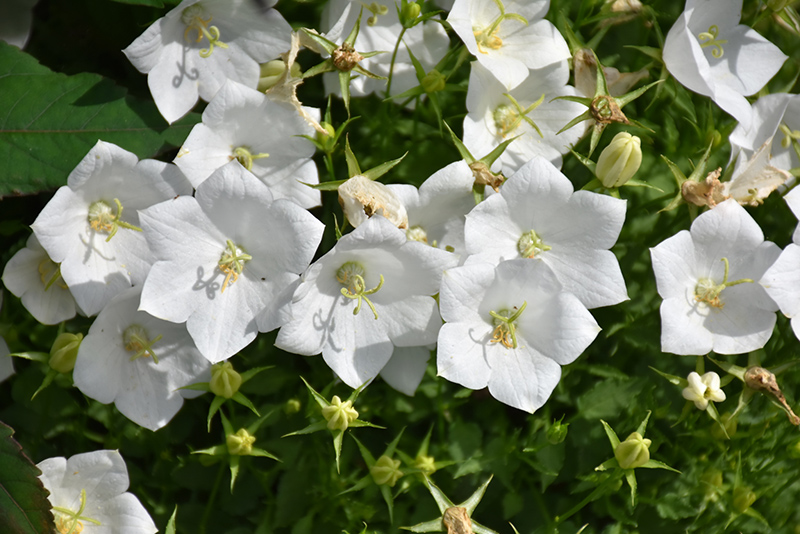 White Clips Bellflower (Campanula carpatica 'White Clips') at Minor's Garden Center
