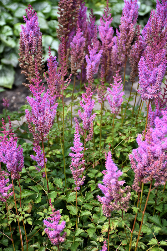 Purple Candles Astilbe (Astilbe chinensis 'Purple Candles') at Minor's Garden Center