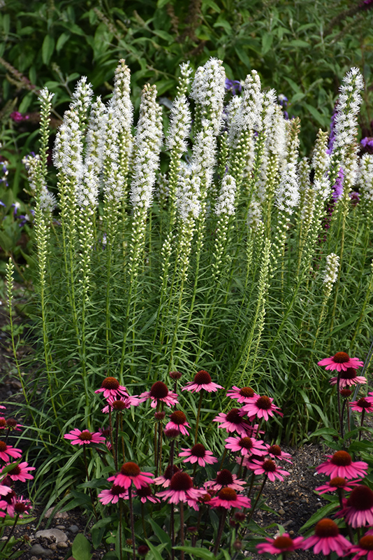 Floristan White Blazing Star (Liatris spicata 'Floristan White') at Minor's Garden Center