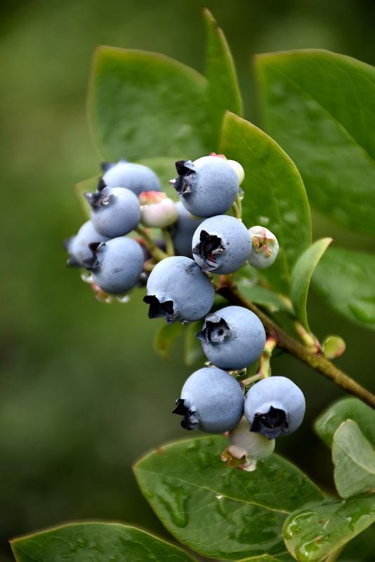 Northblue Blueberry (Vaccinium 'Northblue') at Minor's Garden Center