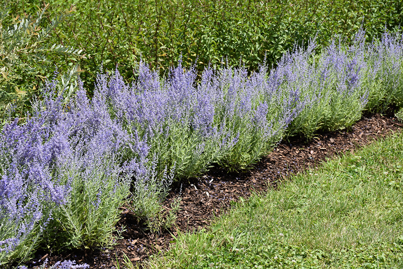 Lacey Blue Russian Sage (Perovskia atriplicifolia 'Lacey Blue') at Minor's Garden Center