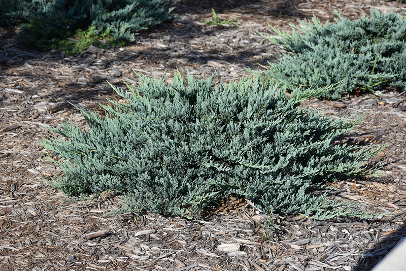 Blue Chip Juniper (Juniperus horizontalis 'Blue Chip') at Minor's Garden Center