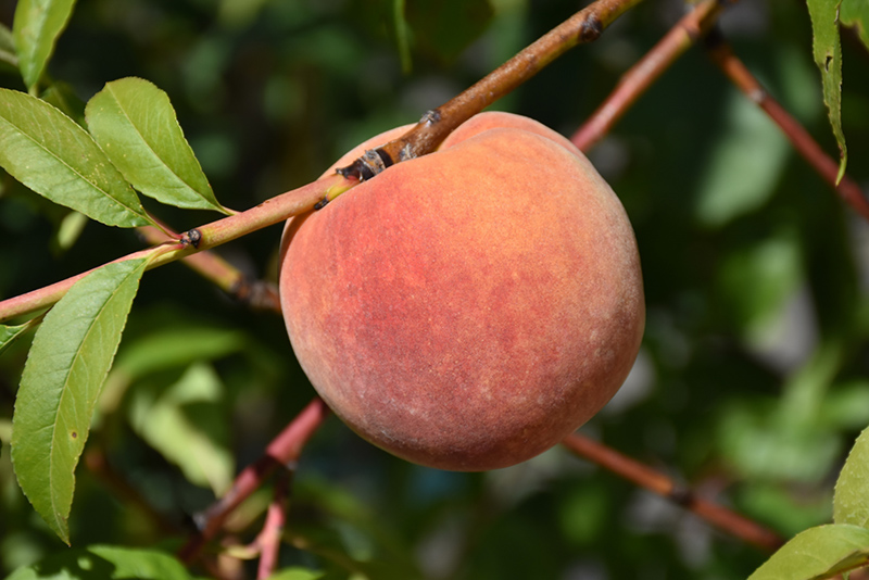 Redhaven Peach (Prunus persica 'Redhaven') at Minor's Garden Center