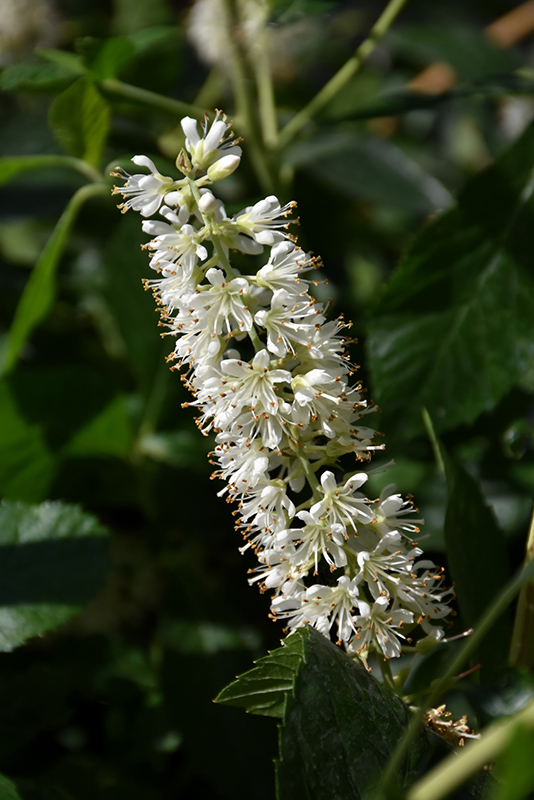 Vanilla Spice Summersweet (Clethra alnifolia 'Caleb') at Minor's Garden Center