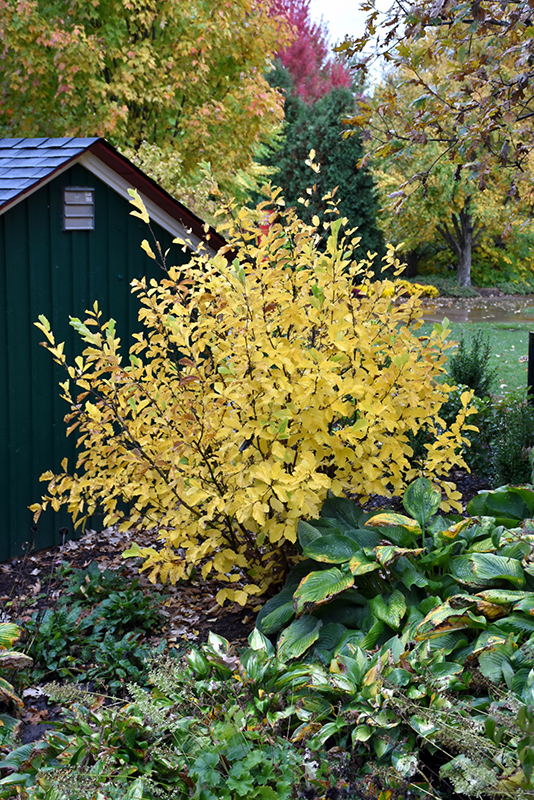 Vernal Witchhazel (Hamamelis vernalis) at Minor's Garden Center