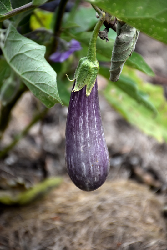 Fairy Tale Eggplant (Solanum melongena 'Fairy Tale') at Minor's Garden Center