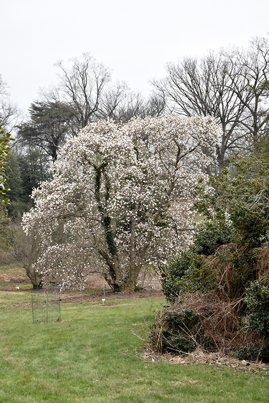 Merrill Magnolia (Magnolia x loebneri 'Merrill') at Minor's Garden Center