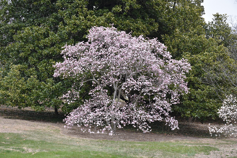 Leonard Messel Magnolia (Magnolia x loebneri 'Leonard Messel') at Minor's Garden Center