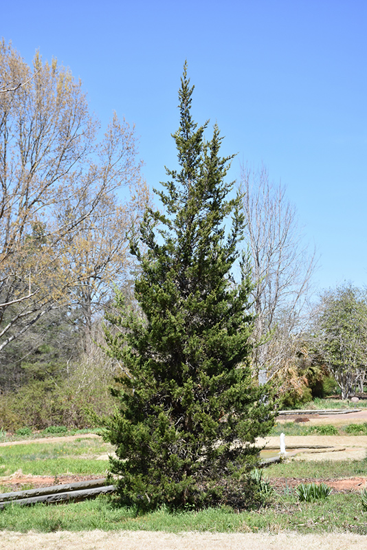 Eastern Redcedar (Juniperus virginiana) at Minor's Garden Center