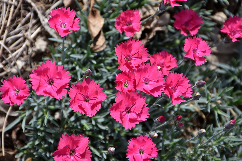 Paint The Town Magenta Pinks (Dianthus 'Paint The Town Magenta') at Minor's Garden Center