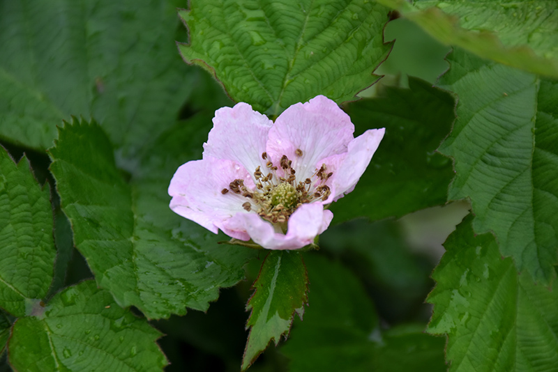 Arapaho Blackberry (Rubus 'Arapaho') at Minor's Garden Center