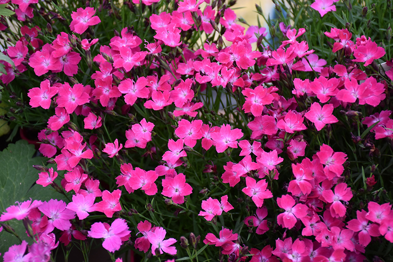 Kahori Pinks (Dianthus 'Kahori Pink') at Minor's Garden Center