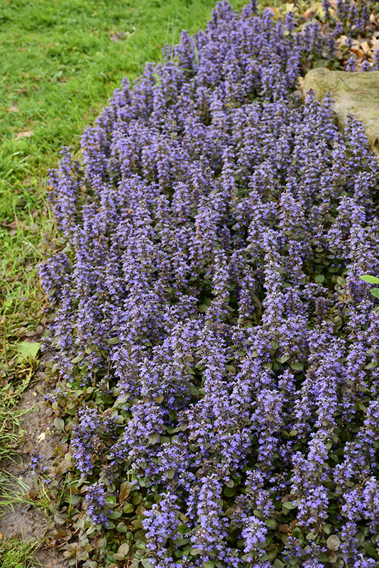Caitlin's Giant Bugleweed (Ajuga reptans 'Caitlin's Giant') at Minor's Garden Center