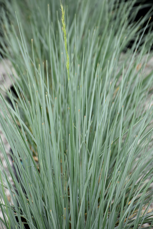 Sapphire Blue Oat Grass (Helictotrichon sempervirens 'Sapphire') at Minor's Garden Center