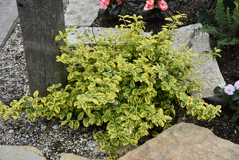 Gold Splash Wintercreeper (Euonymus fortunei 'Roemertwo') at Minor's Garden Center