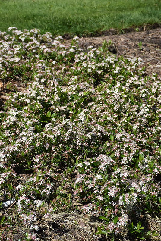 Ground Hug Chokeberry (Aronia melanocarpa 'UCONNAM012') at Minor's Garden Center