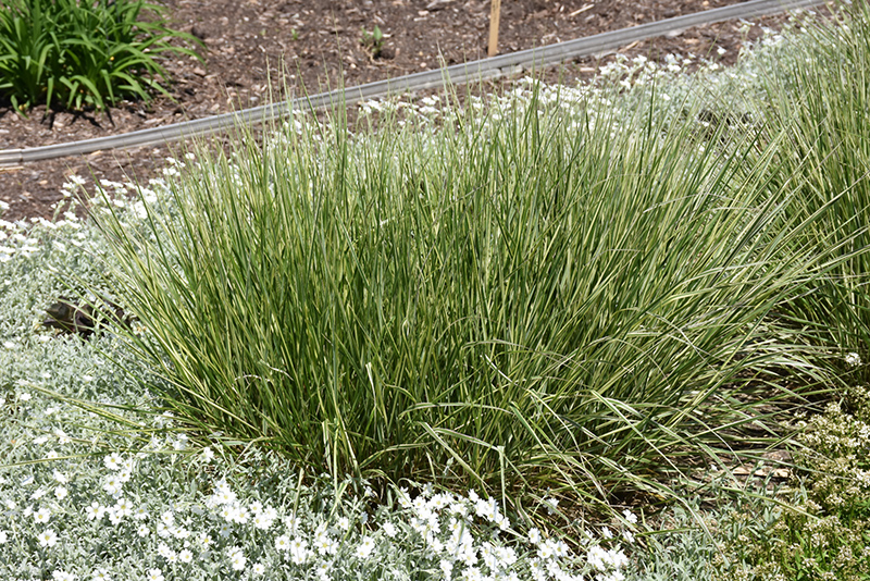 Overdam Reed Grass (Calamagrostis x acutiflora 'Overdam') at Minor's Garden Center