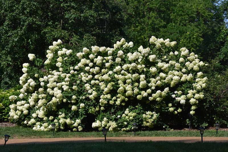 Limelight Hydrangea (Hydrangea paniculata 'Limelight') at Minor's Garden Center