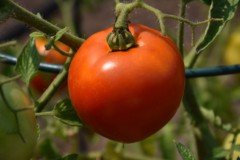 Better Boy Tomato (Solanum lycopersicum 'Better Boy') at Minor's Garden Center