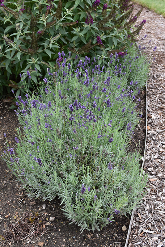 Sweet Romance Lavender (Lavandula angustifolia 'Kerlavangem') at Minor's Garden Center