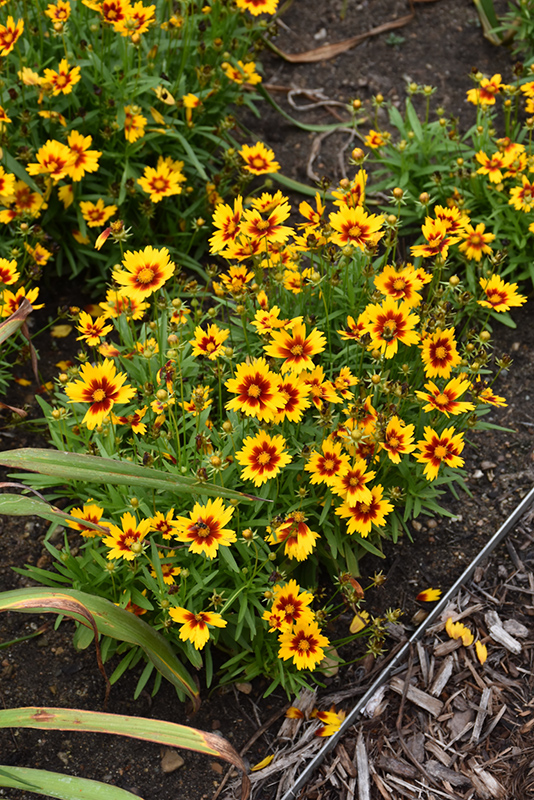 UpTick Gold and Bronze Tickseed (Coreopsis 'Baluptgonz') at Minor's Garden Center