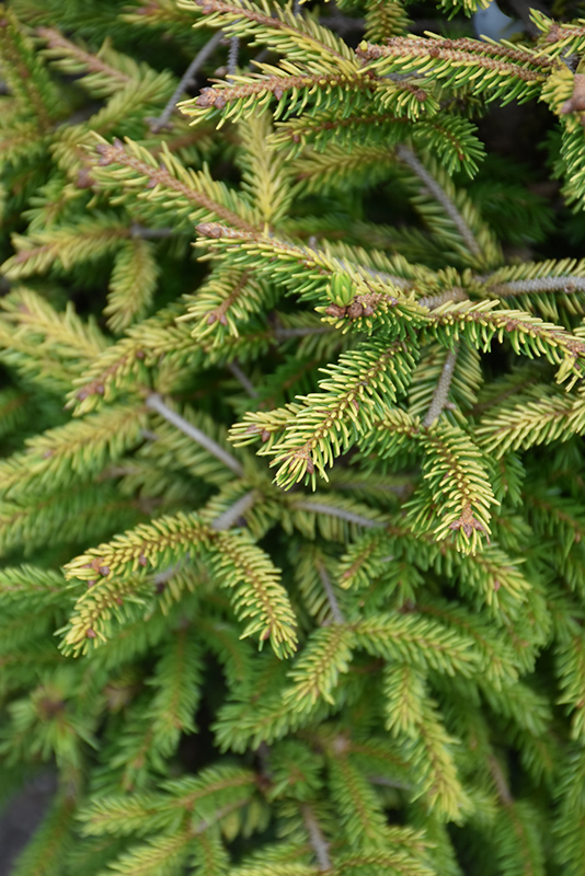 Firefly Oriental Spruce (Picea orientalis 'Firefly') at Minor's Garden Center