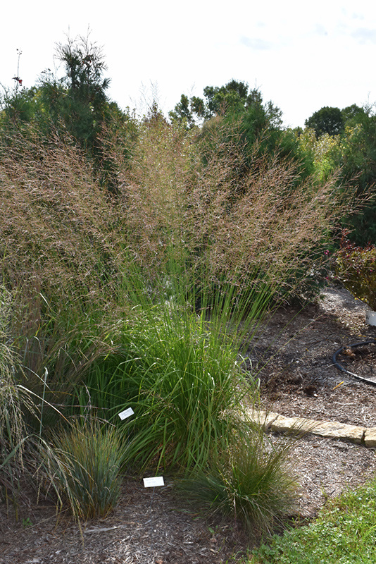 Skyracer Moor Grass (Molinia caerulea 'Skyracer') at Minor's Garden Center
