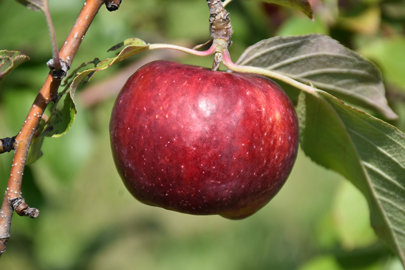 Frostbite Apple (Malus 'MN 447') at Minor's Garden Center