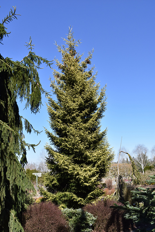 Skylands Spruce (Picea orientalis 'Skylands') at Minor's Garden Center