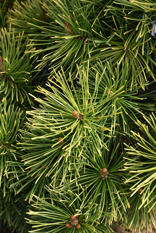 Winter Sun Mugo Pine (Pinus mugo 'Wintersonne') at Minor's Garden Center