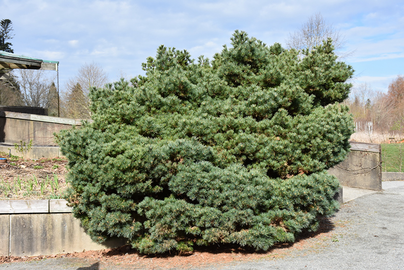 Blue Shag White Pine (Pinus strobus 'Blue Shag') at Minor's Garden Center