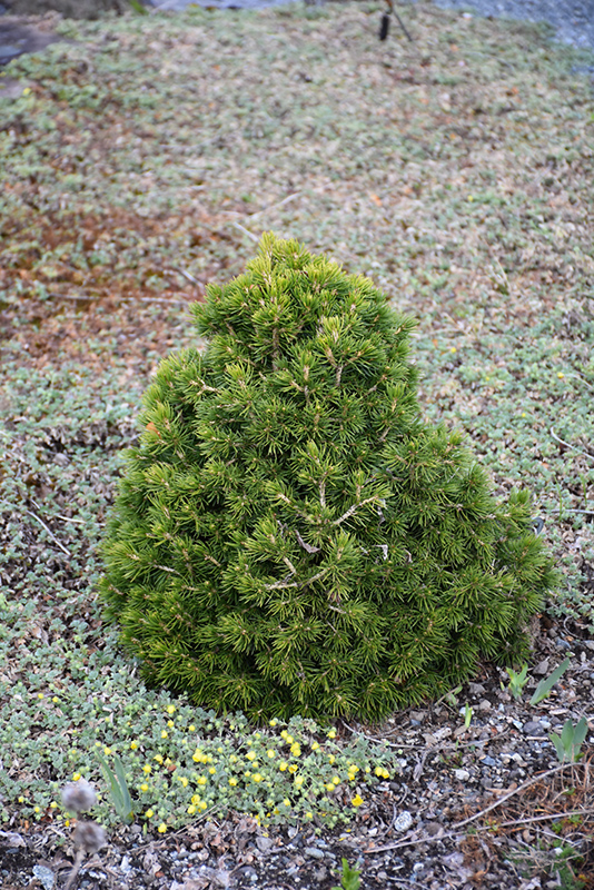 Tompa Spruce (Picea abies 'Tompa') at Minor's Garden Center