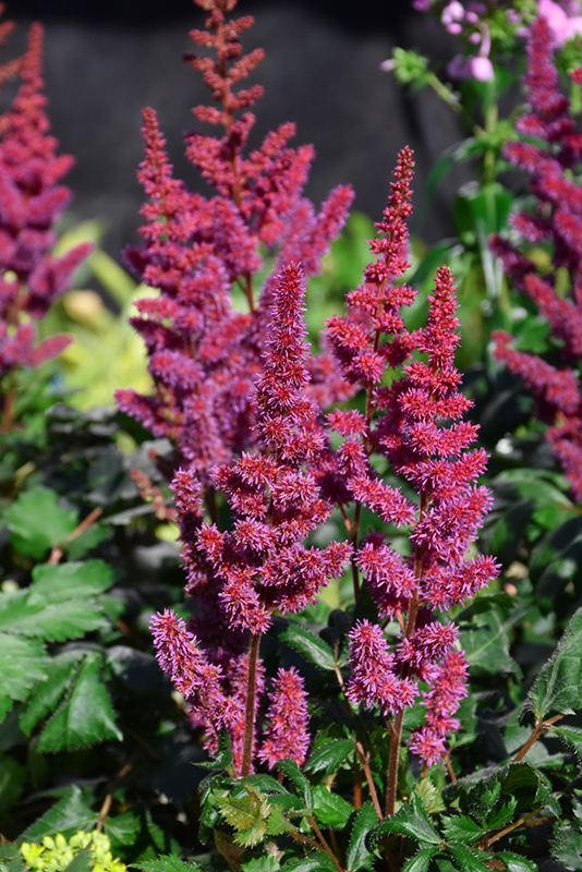Vision in Red Astilbe (Astilbe chinensis 'Visions in Red') at Minor's Garden Center