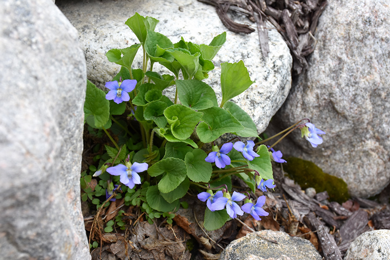 Common Blue Violet (Viola sororia) at Minor's Garden Center