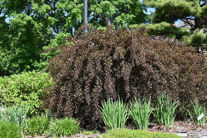 Summer Wine Ninebark (Physocarpus opulifolius 'Seward') at Minor's Garden Center