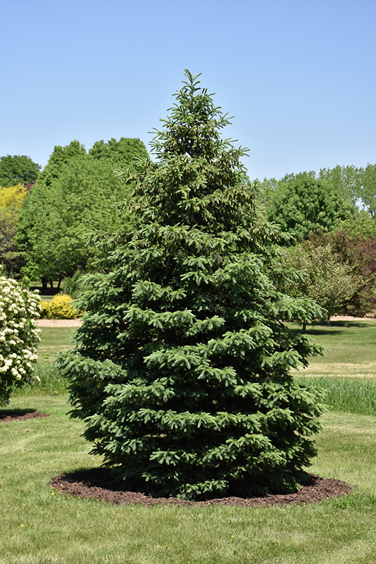 Black Hills Spruce (Picea glauca 'Densata') at Minor's Garden Center