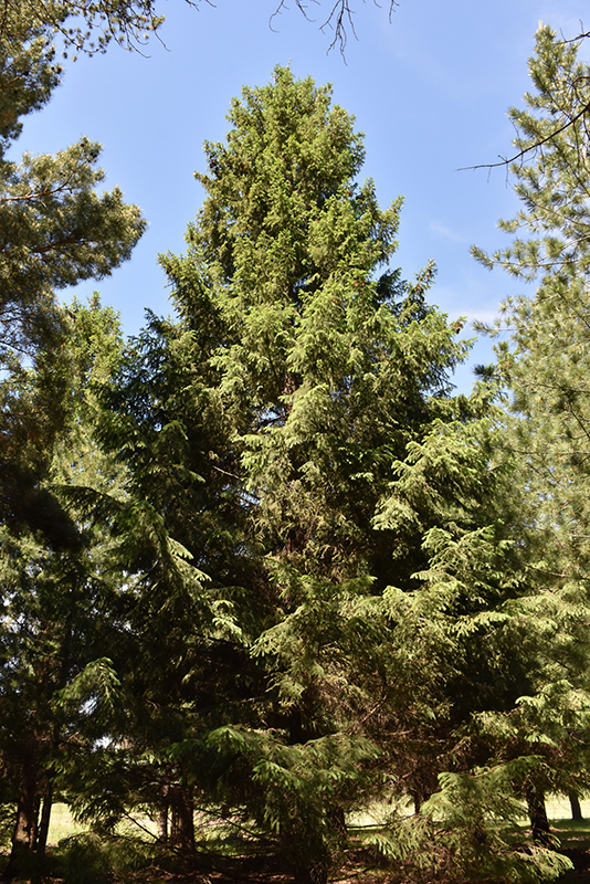 Royal Splendor Norway Spruce (Picea abies 'Noel') at Minor's Garden Center