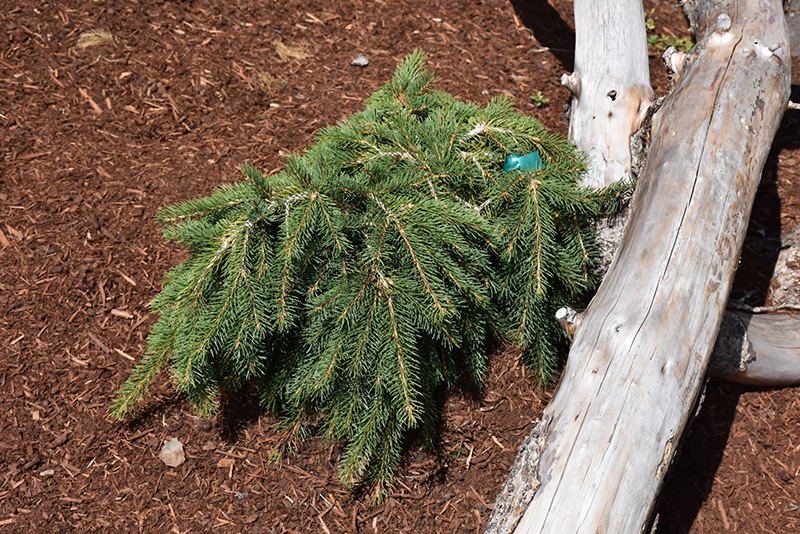 Formanek Norway Spruce (Picea abies 'Formanek') at Minor's Garden Center