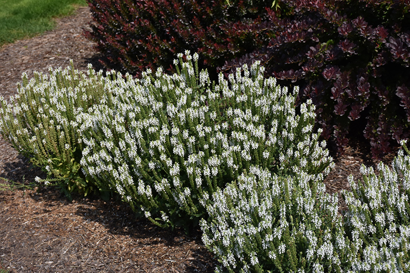 Snow Hill Meadow Sage (Salvia x sylvestris 'Snow Hill') at Minor's Garden Center