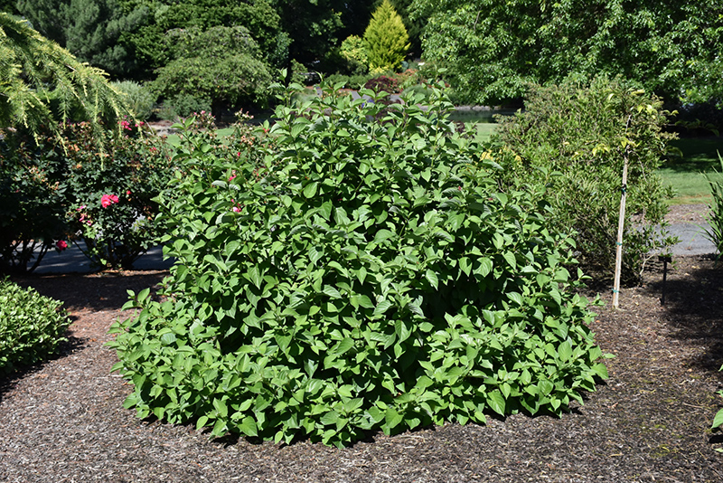 Isanti Dogwood (Cornus sericea 'Isanti') at Minor's Garden Center
